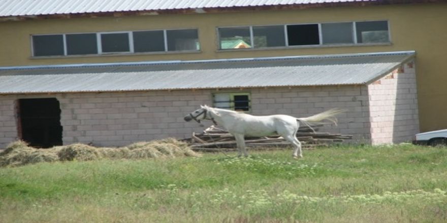 Erzurum’da şok yaratan villalar