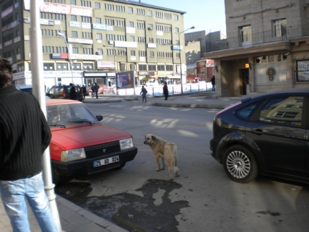 Erzurum 2011'e gün sayıyor 1