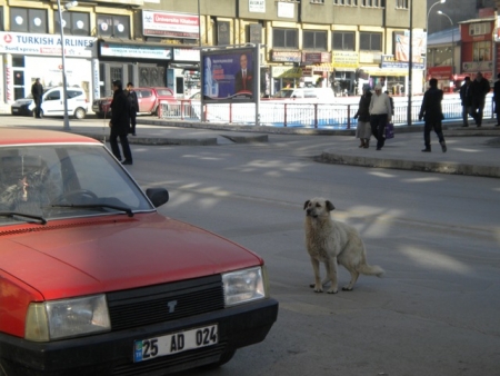 Erzurum 2011'e gün sayıyor 2