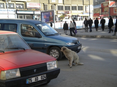 Erzurum 2011'e gün sayıyor 3