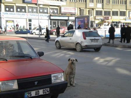 Erzurum 2011'e gün sayıyor 4