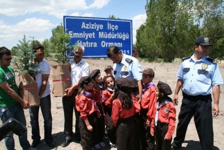 Yediyüz çam ağacı diktiler! 2