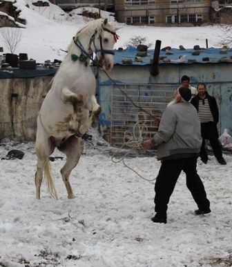 Baki Dede Yeni Atına Kavuştu 2