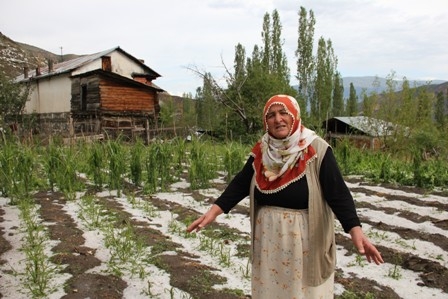 Dolu Erzurum'da Ekili Arazileri Vurdu! 4