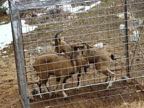 Erzurum'da GPS takılan yaban keçileri doğaya salındı