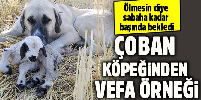 Çoban köpeğinden vefa örneği