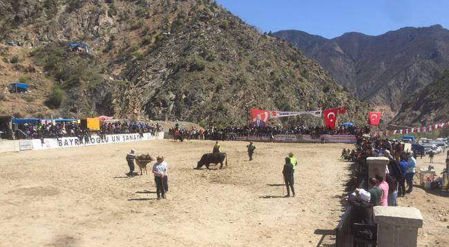 Erzurum 'da boğa güreşi festivali düzenlendi