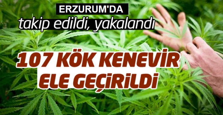 Tortum’da 107 bin kök kenevir ele geçirildi