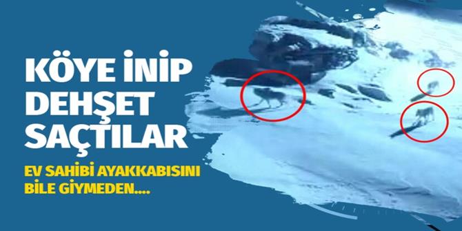 Aç kalınca köye indiler, köpekleri parçaladılar