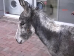 Polisi çıldırtan eşek fıkrası!