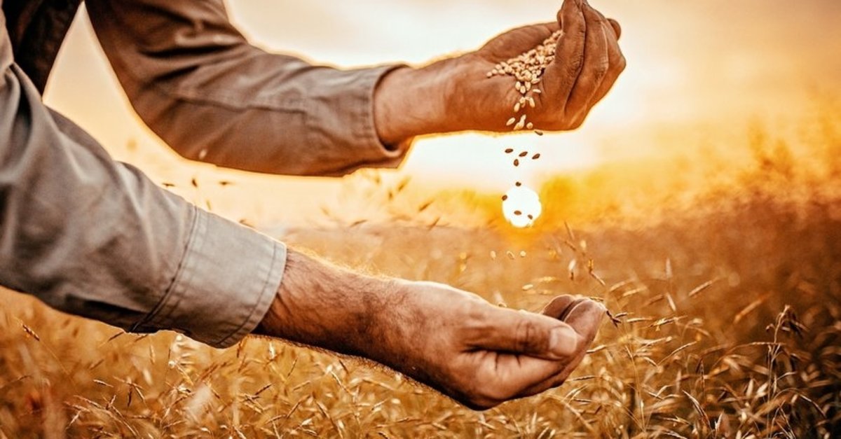 Tarım ve Orman Bakanlığı açıkladı! Uygun fiyattan buğday satışı devam edecek!