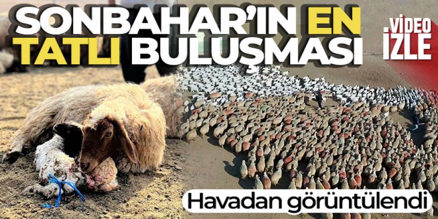 Sonbaharın en tatlı buluşması havadan görüntülendi