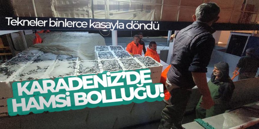 Karadeniz'de hamsi bolluğu