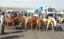 Öğüt Saman Fiyatlarını Protesto Etti