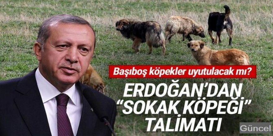 Erdoğan'dan sokak köpekleri talimatı