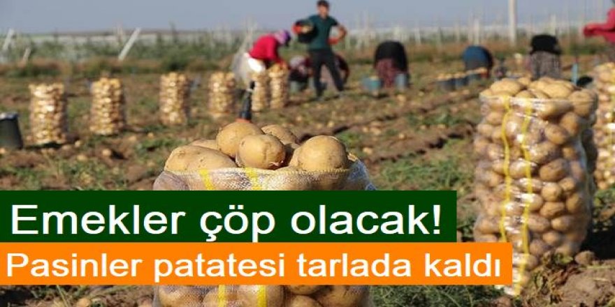 Pasinler patatesi tarlada kaldı