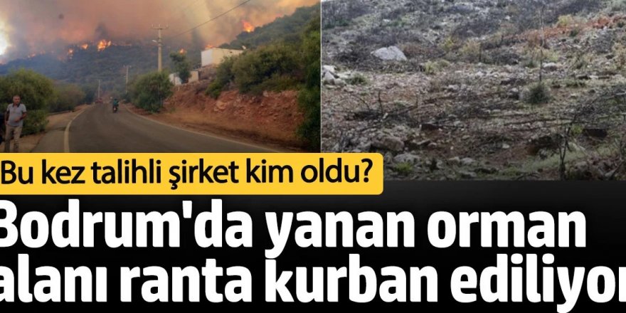 Bodrum’da yanan ormanlık alan Alman şirkete tahsis edildi