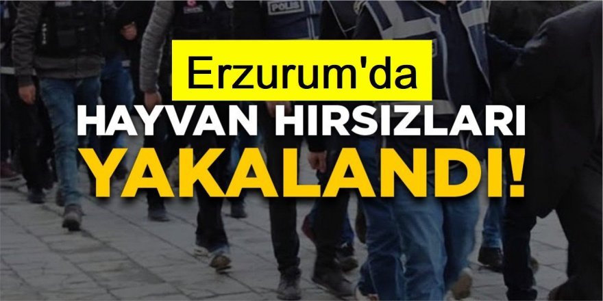 Erzurum'da büyükbaş hayvan hırsızları yakalandı