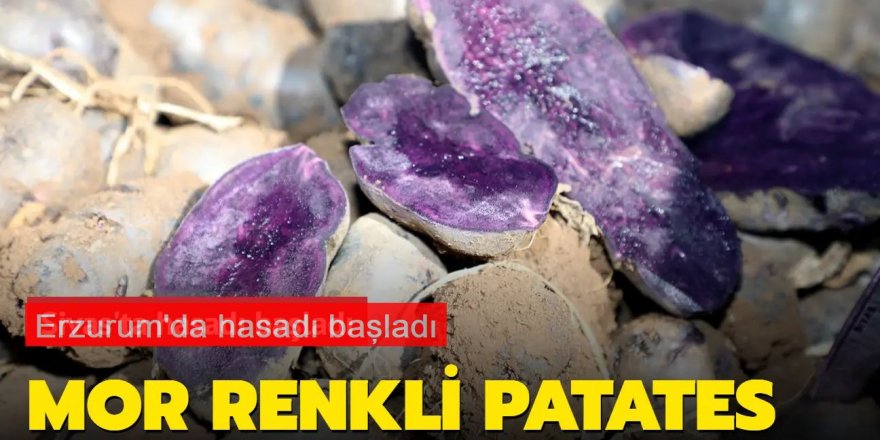 Erzurum'da yeni bir tarım hikayesi yazılıyor: Hasadı başladı