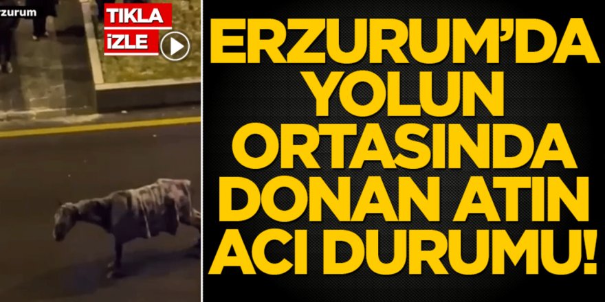 Erzurum’da Yolun Ortasında AT dondu!