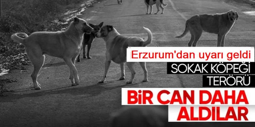 Bir kez daha uyarı Erzurum'dan: Kuduz tehlikesi!