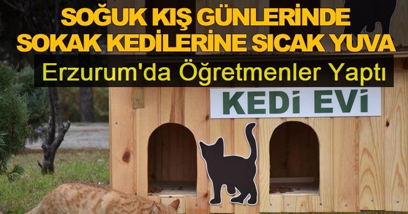 Erzurumlu öğretmenlerden sokak kedileri için sıcak yuvalar