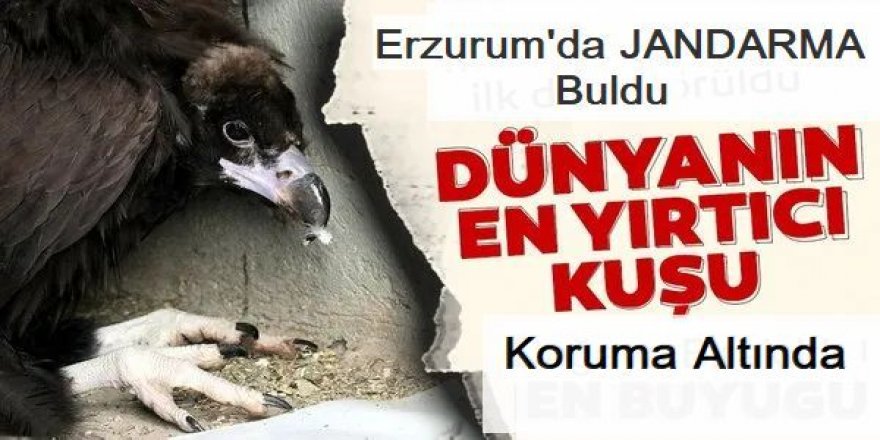 Erzurum'da bitkin halde bulunan kara akbaba tedavi altına alındı