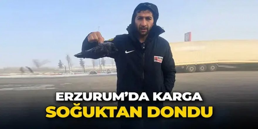 Erzurum’da dondurucu soğuk! Karga soğuktan donarak öldü