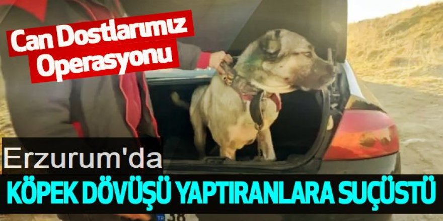 Erzurum'da köpek dövüşüne baskın