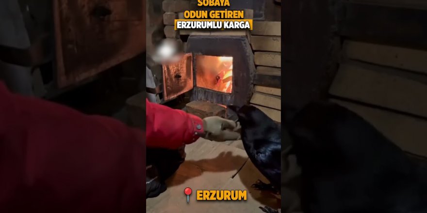 Sobaya odun taşıyan Erzurumlu karga viral oldu