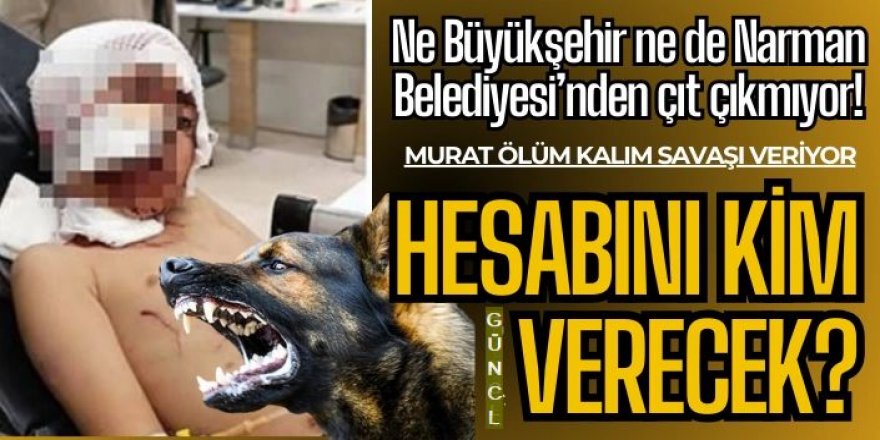 Erzurum'da Belediyeler sus pus! Köpekleri kim toplayacak?