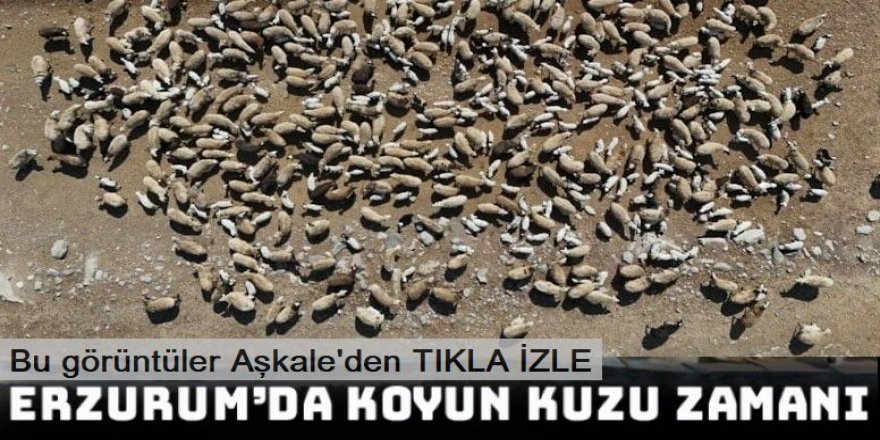 Erzurum'da Yüzlerce kuzu anneleri ile buluştu...