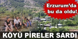 Köyü pireler sardı!