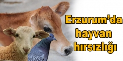 Erzurum'da hayvan hırsızlığı