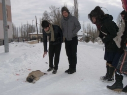 Yaralı köpeğe öğrenciler sahip çıktı