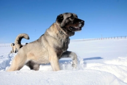 Erzurum'da Köpek hırsızlığı