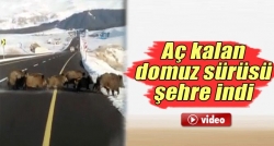 Aç kalan domuzlar kent merkezine indi