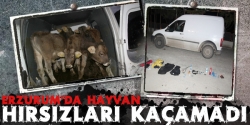 Hayvan hırsızları kaçamadı