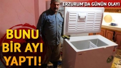 Ayı bakın ne yaptı!