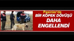 Pasinler'de köpek dövüşü engellendi!