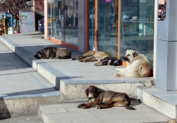 Oltu'yu sokak köpekleri istila etti!