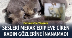 Eve giren tilki dördüz doğurdu