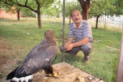 Tembel kartal tedavi edilecek!