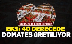 Eksi 40 derecede domates üretimi!