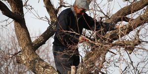 Ağaç budarken düşen şahıs yaralandı