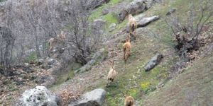 İspir'de Yaban Keçileri Sürü Halinde Görüntülendi