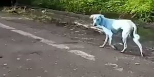 Sokaklarda gezen mavi köpekler merak uyandırdı