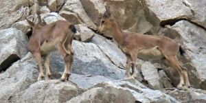 Yaban keçi sürüsü amatör kameralara yansıdı