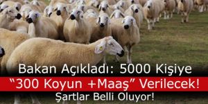 300 koyun projesi detayları ortaya çıkmaya başladı