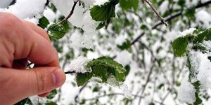 Meteorolojiden 5 İl İçin Zirai Don Uyarısı